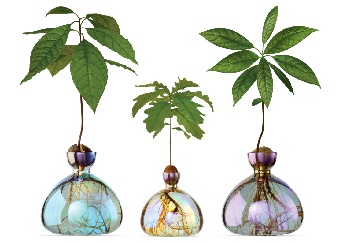 Acorn and Avocado Vases