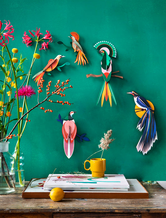 Paradise Bird - Rani