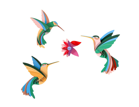 Paradise Bird - Dance of Hummingbirds