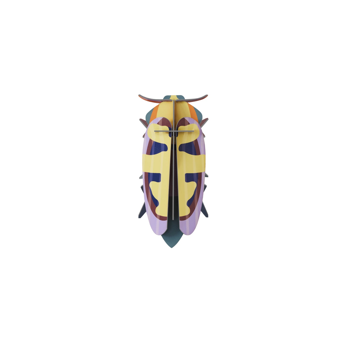 Mango Flower Beetle