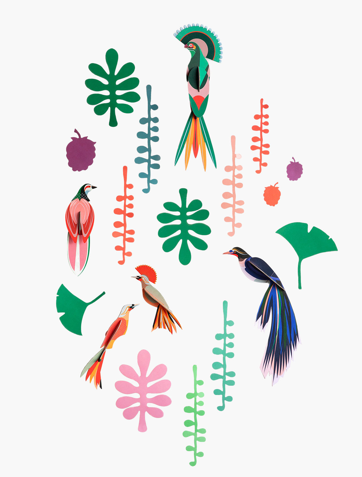 Bird Observer Box Set
